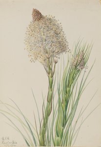 Hierba de oso Xerophyllum tenax, 1924
