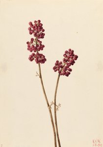 Baya de belleza (Callicarpa americana)