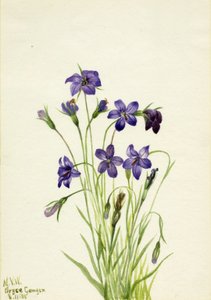 Campanilla, 1935 de Mary Vaux Walcott