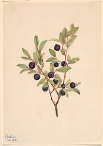 Arándano grande (Vaccinium membranaceum) de Mary Vaux Walcott