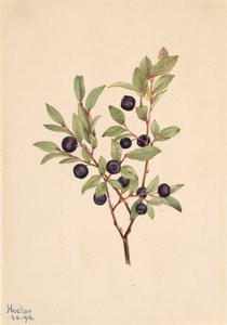 Arándano grande Vaccinium membranaceum, 1916 de Mary Vaux Walcott