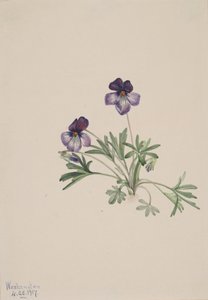 Violeta de pájaro Viola pedata, 1917