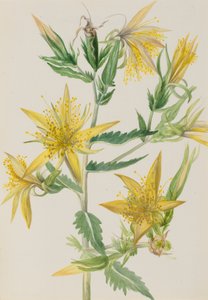 Estrella Llameante Mentzelia laevicaulis de Mary Vaux Walcott