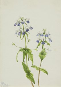 Collinsia verna de ojos azules, 1927