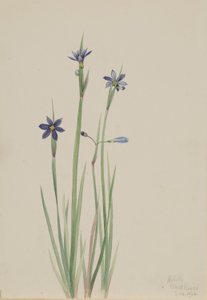 Hierba de ojos azules (Sisyrinchium angustifolium)