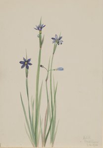 Hierba de ojos azules Sisyrinchium angustifolium, 1920