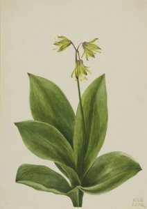 Cuenta azul (Clintonia borealis) de Mary Vaux Walcott