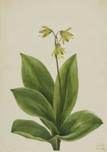 Clintonia borealis de cuentas azules, 1924 de Mary Vaux Walcott