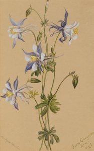 Columbina azul (Aquilegia caerulea) de Mary Vaux Walcott