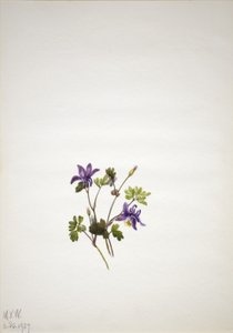 Columbina azul (Aquilegia saximontana) de Mary Vaux Walcott