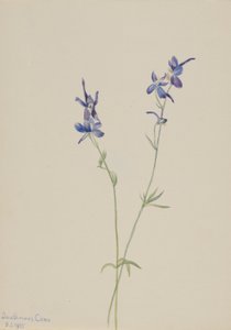 Espuela de caballero azul (Delphinium nuttallianum) de Mary Vaux Walcott