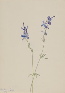 Espuela de caballero azul Delphinium nuttallianum, 1905 de Mary Vaux Walcott