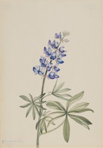 Lupino azul Lupinus argenteus, 1915 de Mary Vaux Walcott