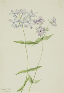 Phlox divaricata (Phlox divaricata)