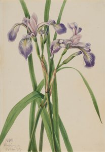Iris Versicolor, 1919 de Mary Vaux Walcott