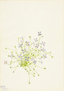 Azulejos (Houstonia serpyllifolia)