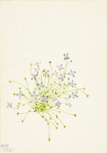 Bluets Houstonia serpyllifolia, 1934