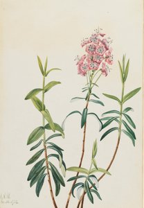 Bog Kalmia Kalmia polifolia, 1922 de Mary Vaux Walcott