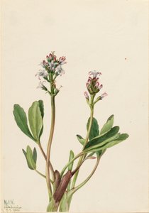 Menyanthes trifoliata, 1925