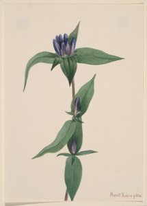Genciana de botella (Gentiana saponaria) de Mary Vaux Walcott
