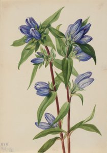 Genciana de botella (Gentiana saponaria) de Mary Vaux Walcott