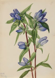 Gentiana saponaria de Mary Vaux Walcott