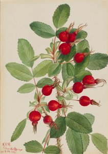 Rosa Bourgeau Rosa bourgeauiana, 1923 de Mary Vaux Walcott