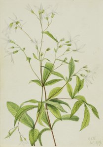 Bowmansroot (Porteranthus trifoliatus) de Mary Vaux Walcott