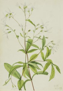 Raíz de Bowman Porteranthus trifoliatus, 1919