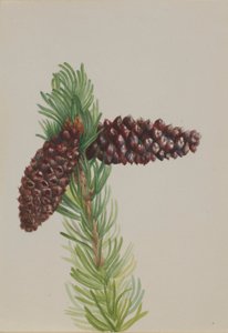 Pino carrasco (Pinus aristata) de Mary Vaux Walcott