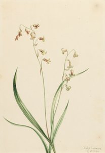 Campanas de Bronce Stenanthium occidentale de Mary Vaux Walcott