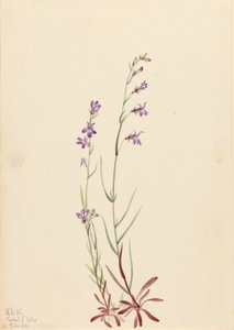 Lobelia de arroyo (Lobelia kalmii)