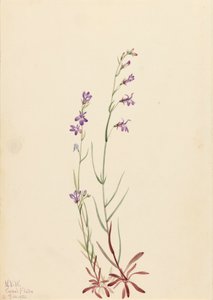 Lobelia de arroyo Lobelia kalmii, 1923 de Mary Vaux Walcott