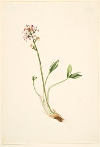 Alubia común (Menyanthes trifoliata)