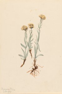 Antennaria luzuloides de Mary Vaux Walcott
