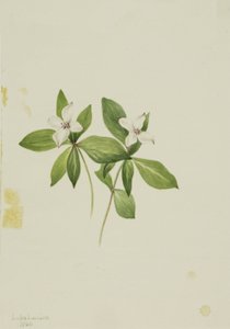 Arándano rojo (Cornus canadensis) de Mary Vaux Walcott
