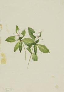 Bunchberry Cornus canadensis, 1902 de Mary Vaux Walcott