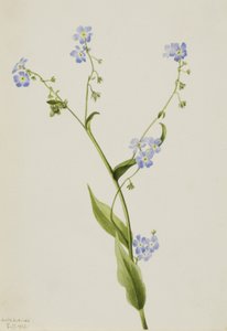 Nomeolvides espinoso Lappula diffusa, 1903 de Mary Vaux Walcott