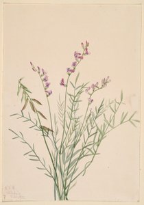 Avellano de Burgess (Astragalus bourgovii) de Mary Vaux Walcott