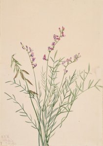 Astrágalo de Burgess Astragalus bourgovii, 1922