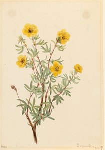 Cincoenrama arbustiva Potentilla fruticosa, 1917
