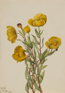 Adelfilla (Dendromecon rigidum)
