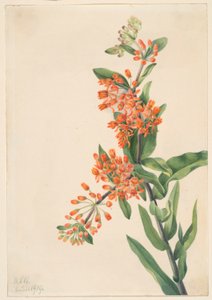 Hierba de las mariposas (Ascelpias tuberosa) de Mary Vaux Walcott