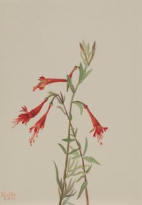 Fuschia californiana (Zauschneria californica) de Mary Vaux Walcott