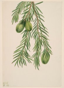 Nuez moscada de California (Tumion californicum)