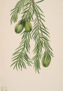 Nuez de California Tumion californicum, 1929
