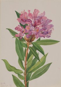 Rhododendron californicum de Mary Vaux Walcott