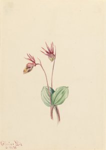 Calipso (Cytherea bulbosa) de Mary Vaux Walcott