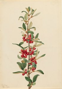 Lepargyrea canadensis, 1916 de Mary Vaux Walcott