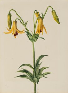 Lirio de Canadá (Lilium canadense) de Mary Vaux Walcott